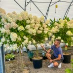 Hortenzia metlinatá (Hydrangea paniculata) 'LIMELIGHT'® - výška 150-170 cm, kont. C45L - VIACKMENNÁ